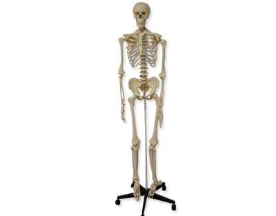 esqueleto humano